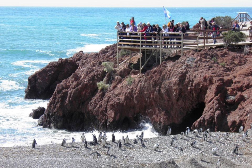 From Puerto Madryn: Punta Tombo Day Trip With Hotel Transfer - Customer Feedback and Ratings