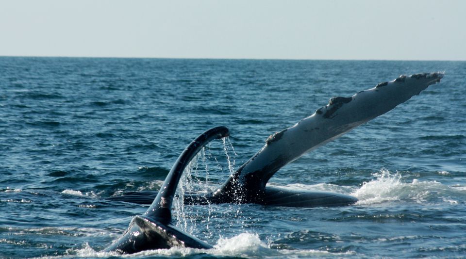 From Puerto Vallarta/Nuevo Vallarta: Whale Watching Cruise - Marine Life Sightings