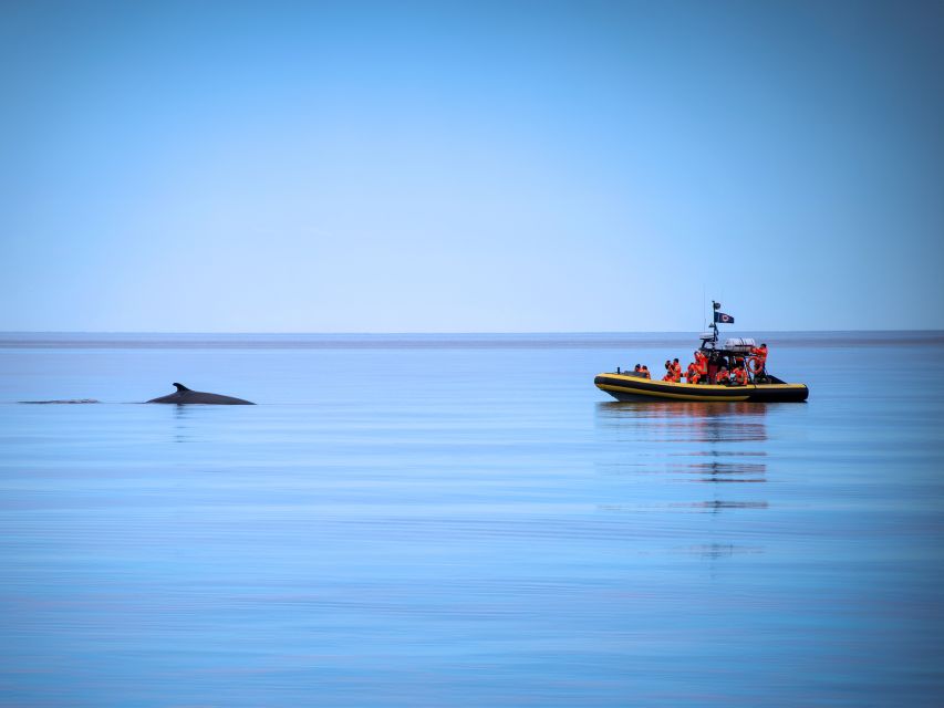 From Quebec City: Whale Watching Excursion Full-Day Trip - Inclusions and Exclusions