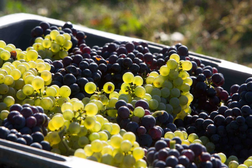 From Reims/Epernay: the Connoisseurs Private Tour 9 Tastings - Tastings Included