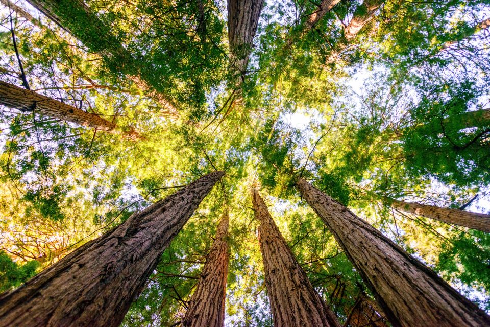 From San Francisco: Muir Woods National Monument Guided Tour - Important Information to Note