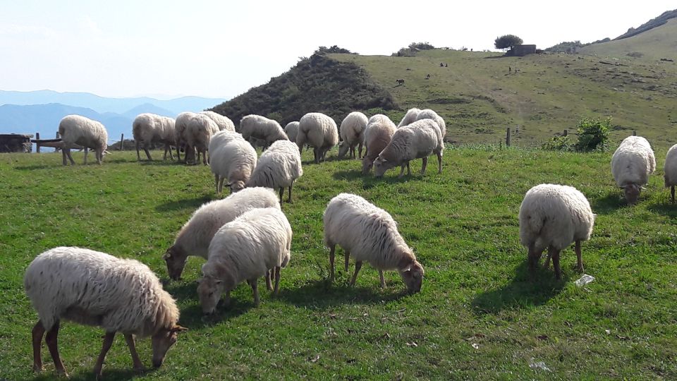 From San Sebastián: Basque-France Coastline Private Tour - Language Options Available