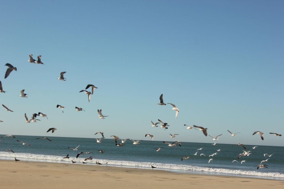 From Seville: Doñana National Park Full-Day Private Tour - Important Information