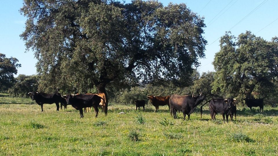 From Seville: Half-Day Bull Breeding Farm Tour - Customer Reviews and Ratings