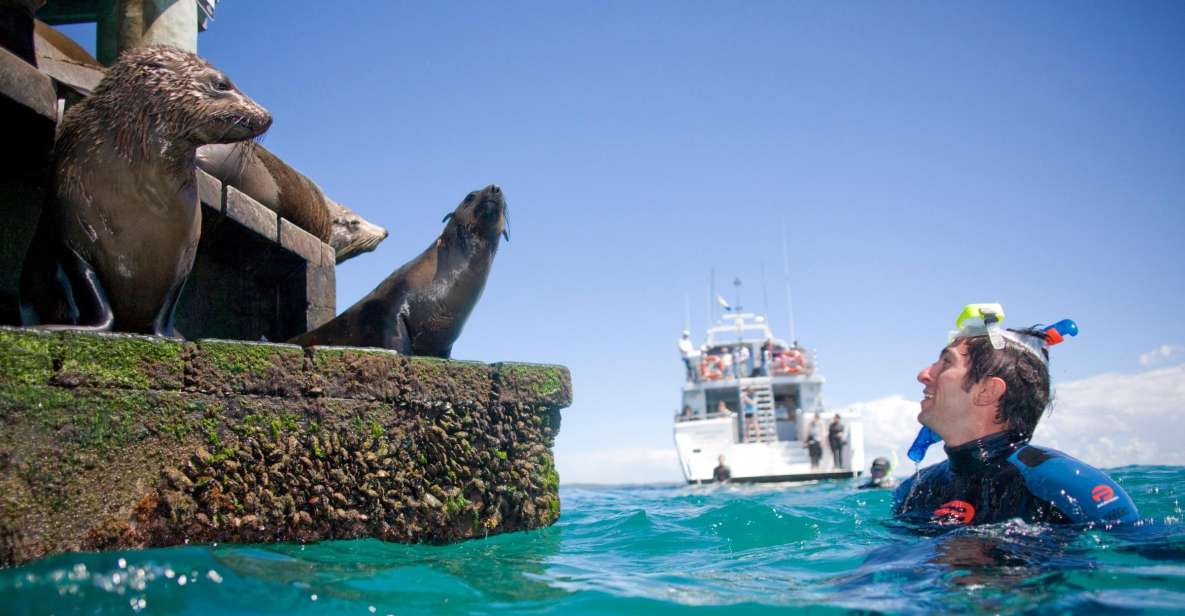 From Sorrento: Half-Day Cruise With Dolphins & Seals Snorkel - Itinerary Details