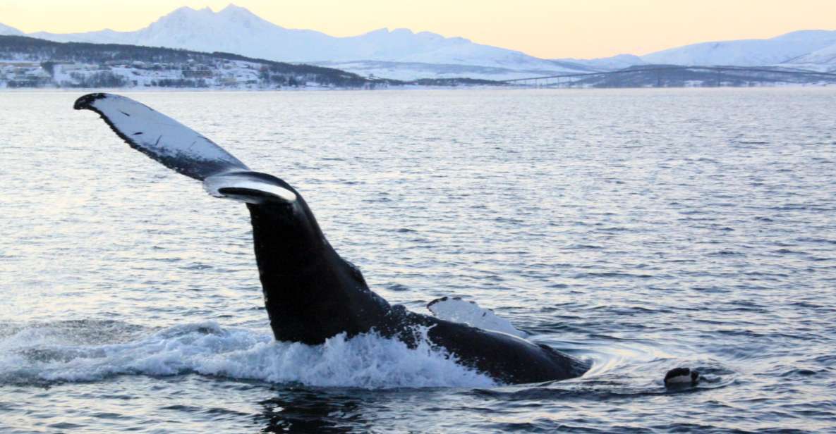 From Tromsø: All-Inclusive Whale and Sea Bird Boat Cruise - Pricing and Booking Information