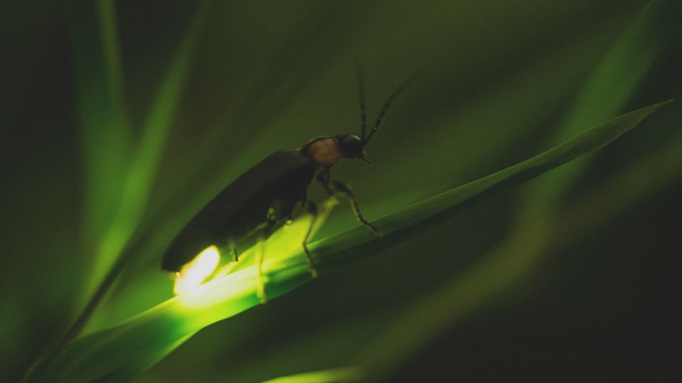 From Ubud: Evening Firefly Tour in Taro Village - Pricing and Booking