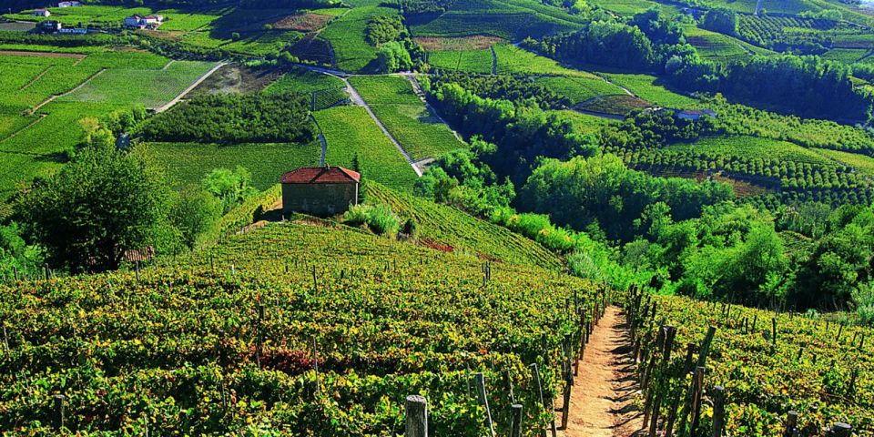 Full-Day Barbaresco Wine Tour With Truffle Hunting and Lunch - Lunch and Winery Tour