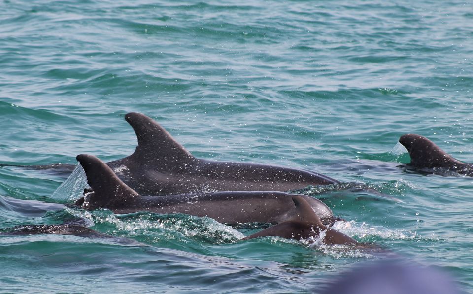 Full-Day Dolphin Watching Tour From Lisbon - Exploring the Natural Park