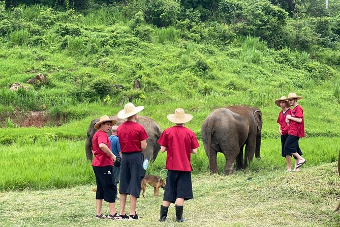 Full Day Experience at Ran-Tong Save & Rescue Elephant Centre - Booking and Pricing