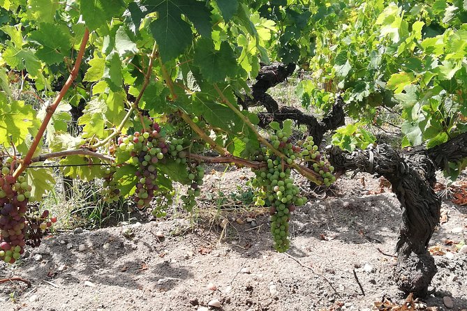 Full-Day Private Cultural and Gastronomic Adventure in Rioja - Rioja Wine Tasting