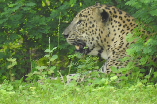 Full Day Safari ( The Best for Leopards ) in Yala - Guest Reviews