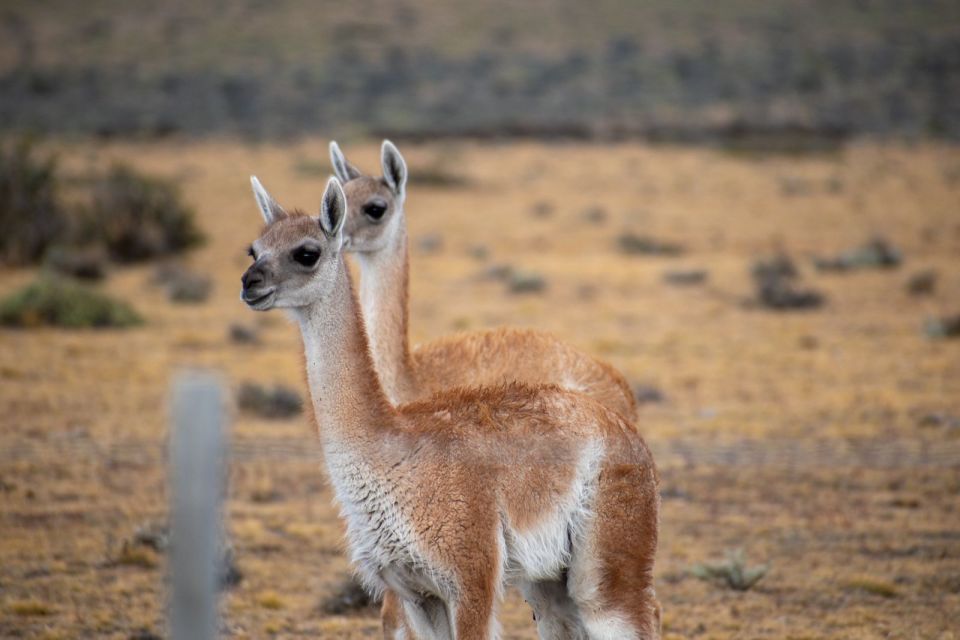 Full Day Torres Del Paine + Cueva Del Milodon - Booking Information