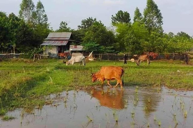 Full-Day Tour & Homestay in the Battambang Countryside - Safety and Accessibility
