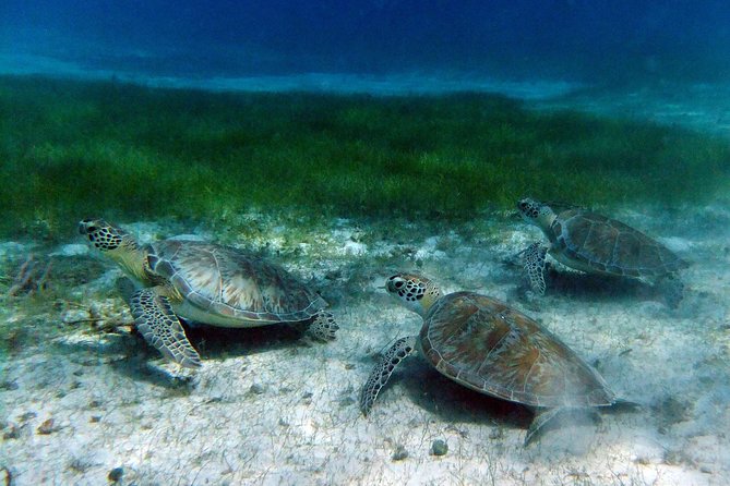 Full Day - Turtle Cove Snorkel & Water Island Beach Excursion - Cancellation and Refund Details