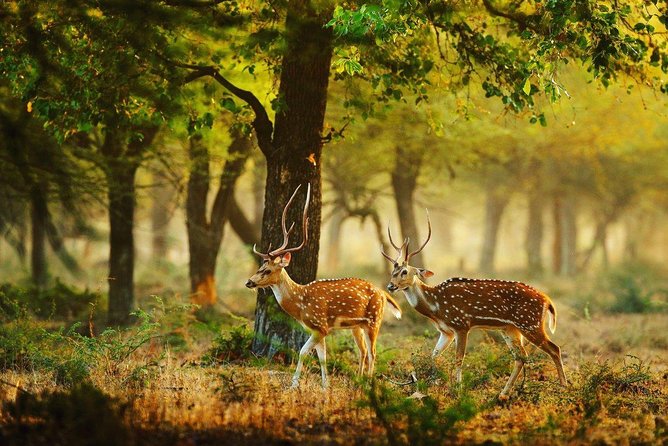 Full Day Wilpaththu National Park Safari (All Inclusive) - What to Bring