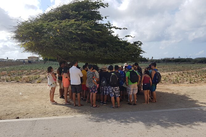 Full Island Sightseeing Tour of Aruba With Cave Pool Swim - Accessibility Information