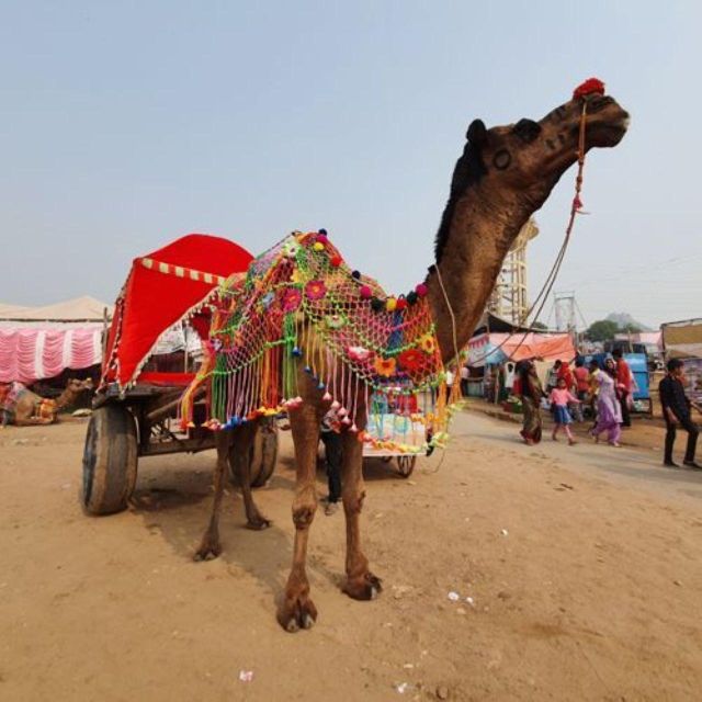 Fullday Pushkar Tour From Jaipur With Guid+Camel/Jeep Safari - Booking Information