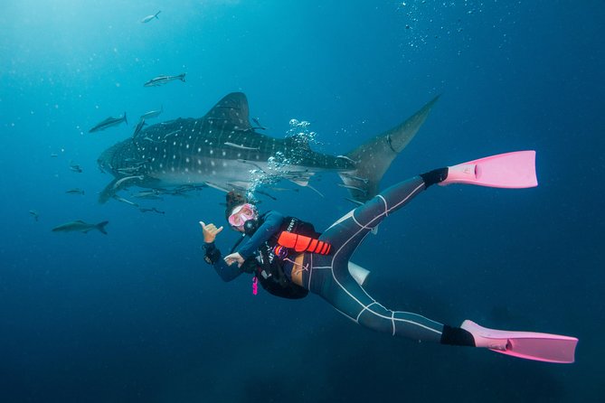Fun Diving Packages (Certified Divers) - Included Services and Amenities