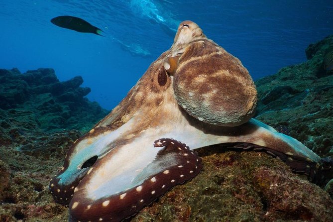 Fun Diving Safari Day Trip From Koh Lanta - Certified Divers - Safety and Health Considerations