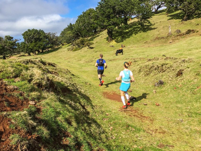 Funchal: Fanal Ancient Forest Running Tour - Booking and Pricing Information