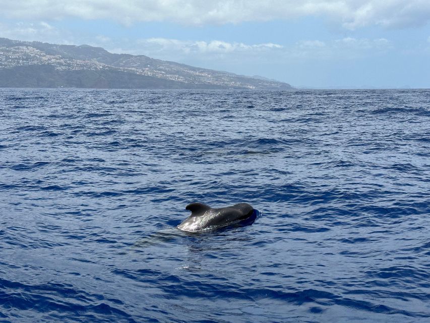 Funchal: Swim With Dolphins / Dolphin&Whale Watching by RIB - Swimming With Dolphins