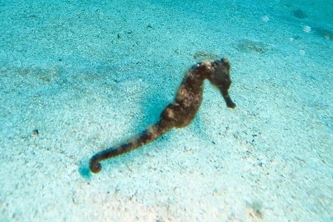 Get SCUBA Certified at San Juan - Booking Your Experience