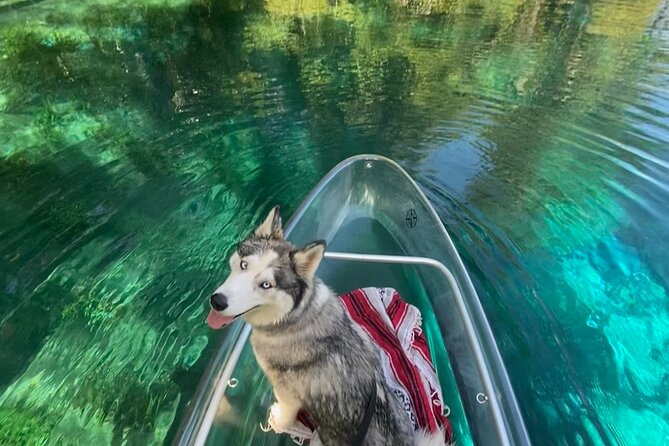 Glass Bottom Kayak Tours of Silver Springs - Frequently Asked Questions