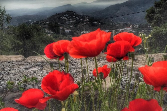 Gourmet Cooking Class & Culture in the Rural Montes De Malaga. - Health Considerations for Participants