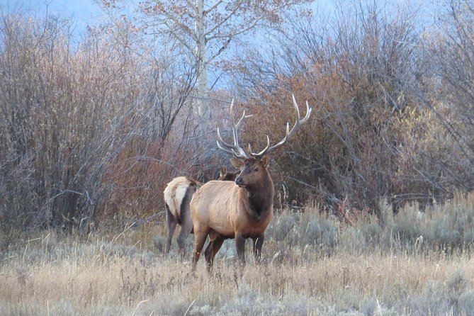 Grand Teton National Park - Full-Day Guided Tour From Jackson Hole - Wildlife Viewing Opportunities