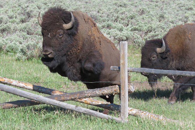 Grand Teton National Park - Sunset Guided Tour From Jackson Hole - Customer Reviews