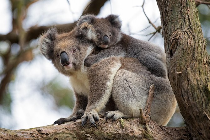 Great Ocean Road Sunset Tour From Melbourne - Wildlife Encounters and Nature