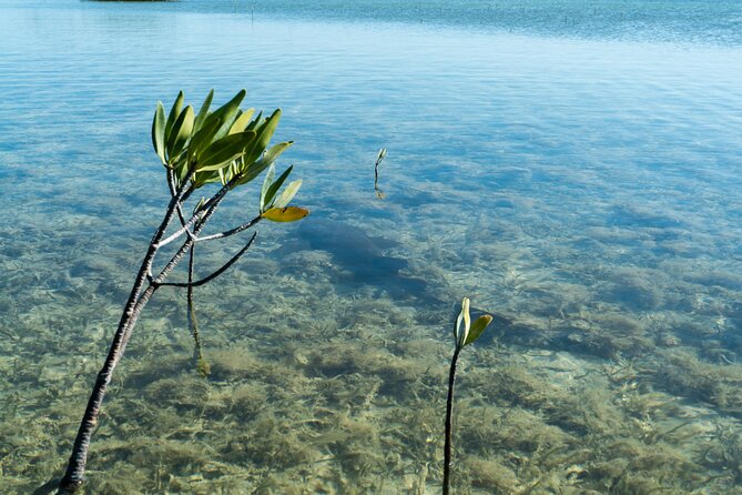 Guided Clear Kayak Eco-Tour Near Key West - Customer Reviews and Experiences