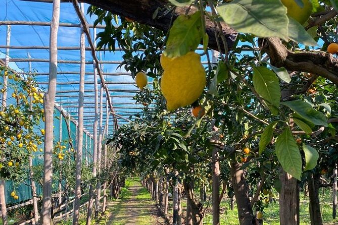 Guided Tour of a Historic Lemon Grove in Sorrento - Accessibility Information