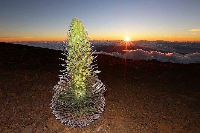 Haleakala Maui Sunset Tour - Health and Safety Considerations