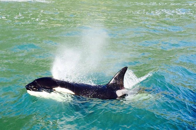 Half Day Dolphin & Wildlife Cruise - Tauranga - Wildlife Highlights