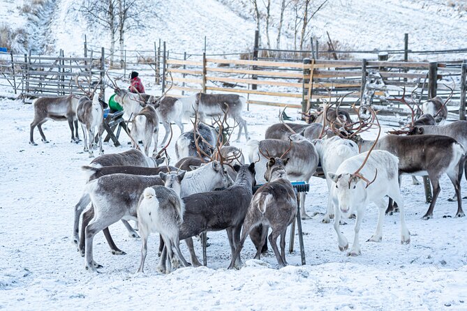 Half-Day Experience in Local Reindeer Farm in Lapland - Unique Activities With Reindeer