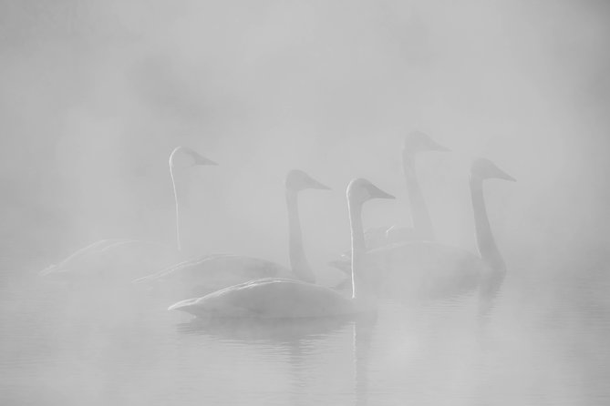 Half-Day Grand Teton Wildlife Private Safari Tour - Scenic Photography Opportunities