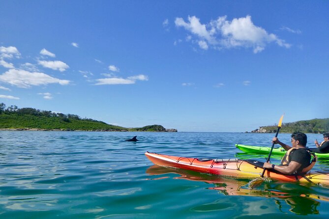 Half-Day Jervis Bay Sea Kayak Tour - Wildlife Sightings