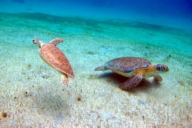 Half Day Luxury Catamaran Turtle Snorkel And Beach - Customer Reviews and Ratings