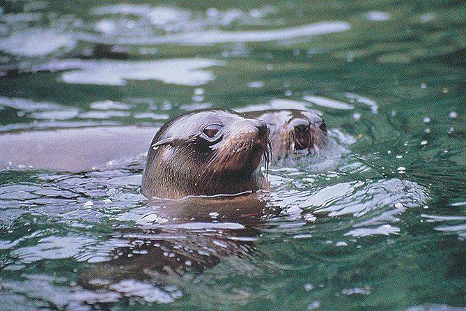 Half-Day Milford Sound Nature Cruise and Flight From Queenstown - Meeting and Pickup Information