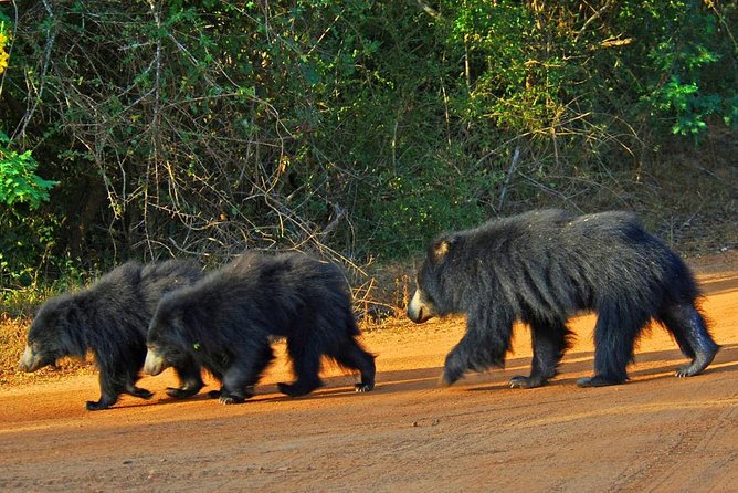 Half Day Safari at Yala National Park With Lunch - Meeting and Pickup Information