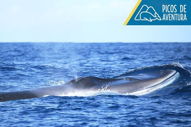 Half-Day Whale and Dolphin Watching Tour in Ponta Delgada - Cancellation and Refund Policy