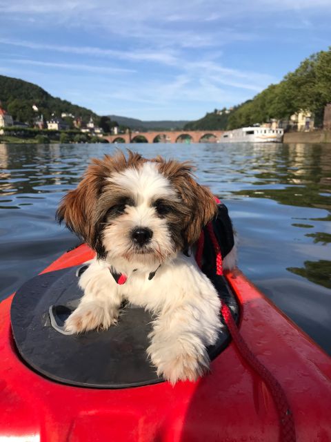 Heidelberg: 2-Hour Kayak Tour - What to Bring