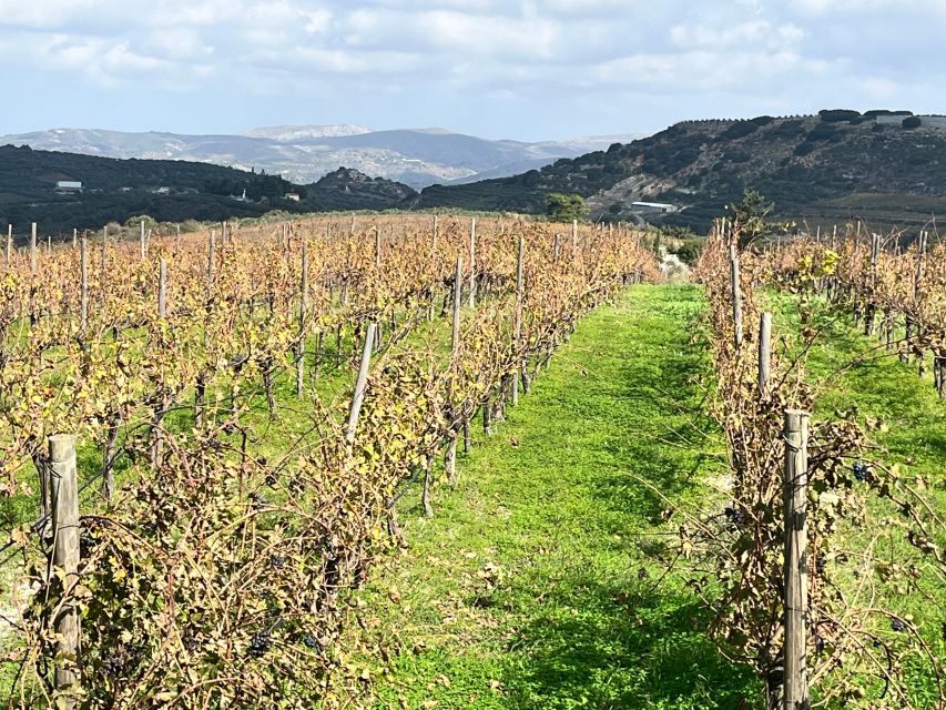 Heraklion: Half Day Small Group Olive Oil & Wine Tour - Olive Groves Tour