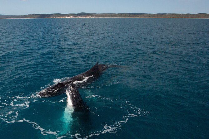 Hervey Bay Ultimate Whale Watching Cruise - Cancellation Policy