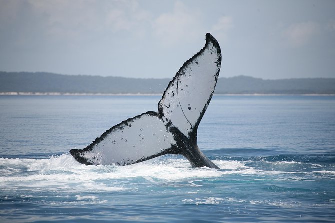 Hervey Bay Whale Watching Cruise - Booking Your Adventure