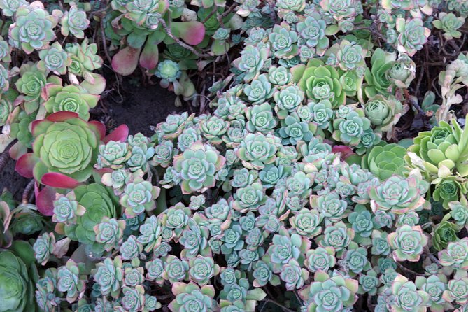 Hidden Stairways of San Francisco - Unique Features of the Tour