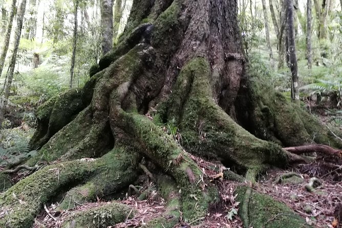 Hike New Zealands Finest Forest - Whirinaki Forest - Traveler Reviews and Ratings