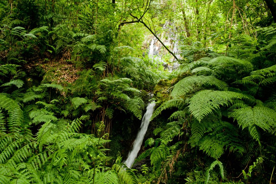 Hiking Levadas of Madeira: Levada Do Rei - Pricing and Inclusions